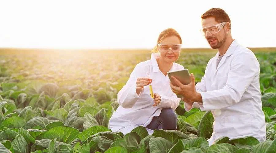 Ziraat mühendisliği ve kariyer fırsatları Tarım alanında çalışan ziraat mühendisleri, laboratuvar testleri yapıyor.