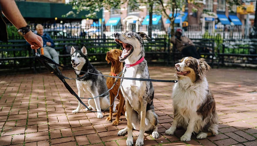 Köpek gezdiriciliği hakkında avantajlar ve kazanç bilgileri Bir parkta dört köpek, sahibi tarafından gezdirilmeyi bekliyor. Farklı ırk ve renklerde köpekler dikkat çekiyor.