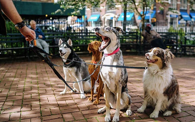 Köpek gezdiriciliği hakkında avantajlar ve kazanç bilgileri Bir parkta dört köpek, sahibi tarafından gezdirilmeyi bekliyor. Farklı ırk ve renklerde köpekler dikkat çekiyor.
